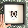 Motýl Papilio delalandei v rámu