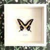 Motýl Papilio thoas v rámu