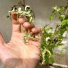 Strašilka Extatosoma tiaratum - lichen