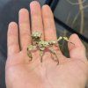 Strašilka Extatosoma tiaratum - lichen