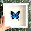 Motýl Papilio ulysses v rámu
