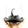 scorpion glass dome hand