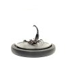 scorpion glass dome2