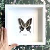 Motýl Papilio lormieri v rámu