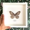 Motýl Idea blanchardi v rámu