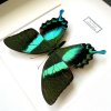 papilio blumei detail 2