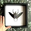 goliathus meleagris frame hand