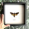 Motýl Lišaj smrtihlav v rámu