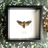acherontia atropos frame