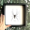 nephila pilipes frame hand