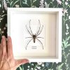Pavouk Nephila pilipes v rámu