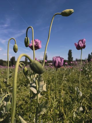 Krátký popis léta Požáry Ze čtyř stran hoří léto Omamně kvetou akátové háje zelená duše vína doutná na vinicích krvácí...