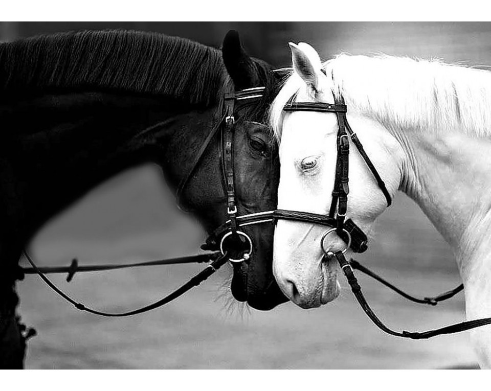 Diamantové malování 38x27cm BLACK AND WHITE HORSES