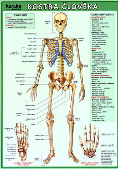 Tabulka A4 Kostra člověka
