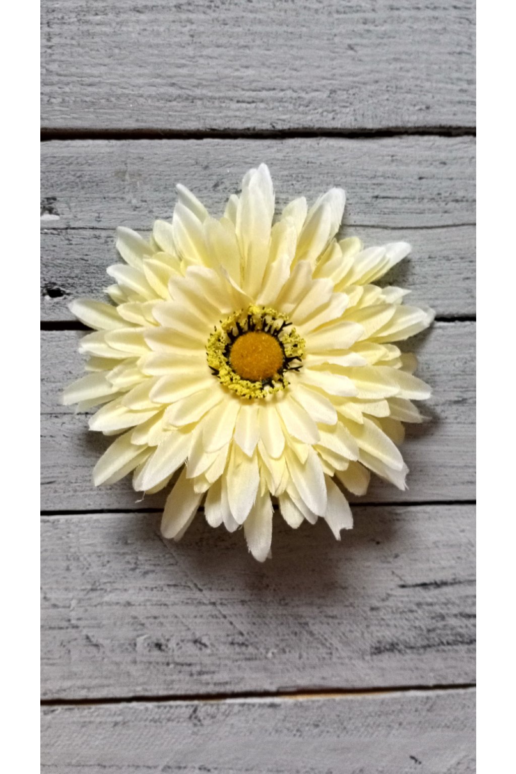 Gerbera krémová velká