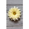 Gerbera krémová velká
