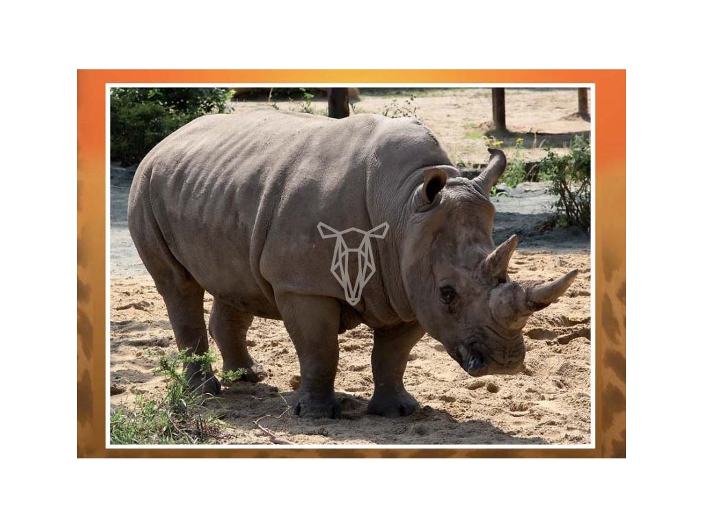 3146 3 pohlednice nosorozec