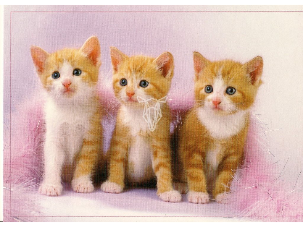 6839 1 pohlednice tri zrzava kotata