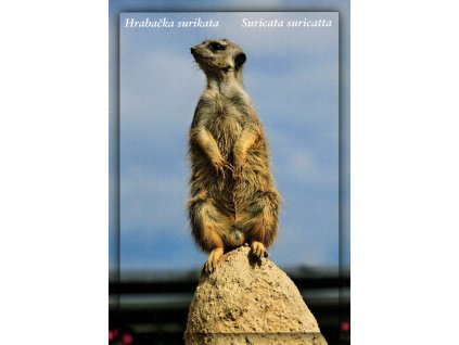 3944 2 pohlednice hrabacka surikata