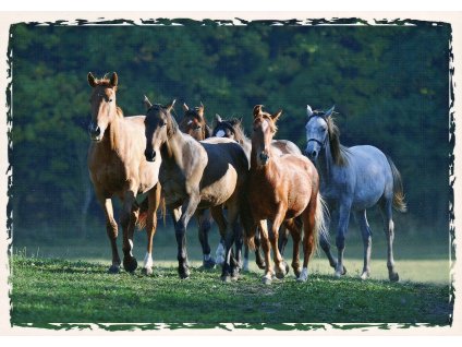 5063 2 pohlednice stado ceskych teplokrevniku a welsh pony