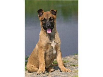 5042 1 pohlednice stene belgicky ovcak malinois