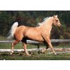 1724 2 pohlednice americky quarter horse v klusu