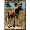 12191 2 pohlednice hyena