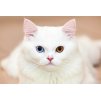 Bialy kot o dwukolorowych oczach