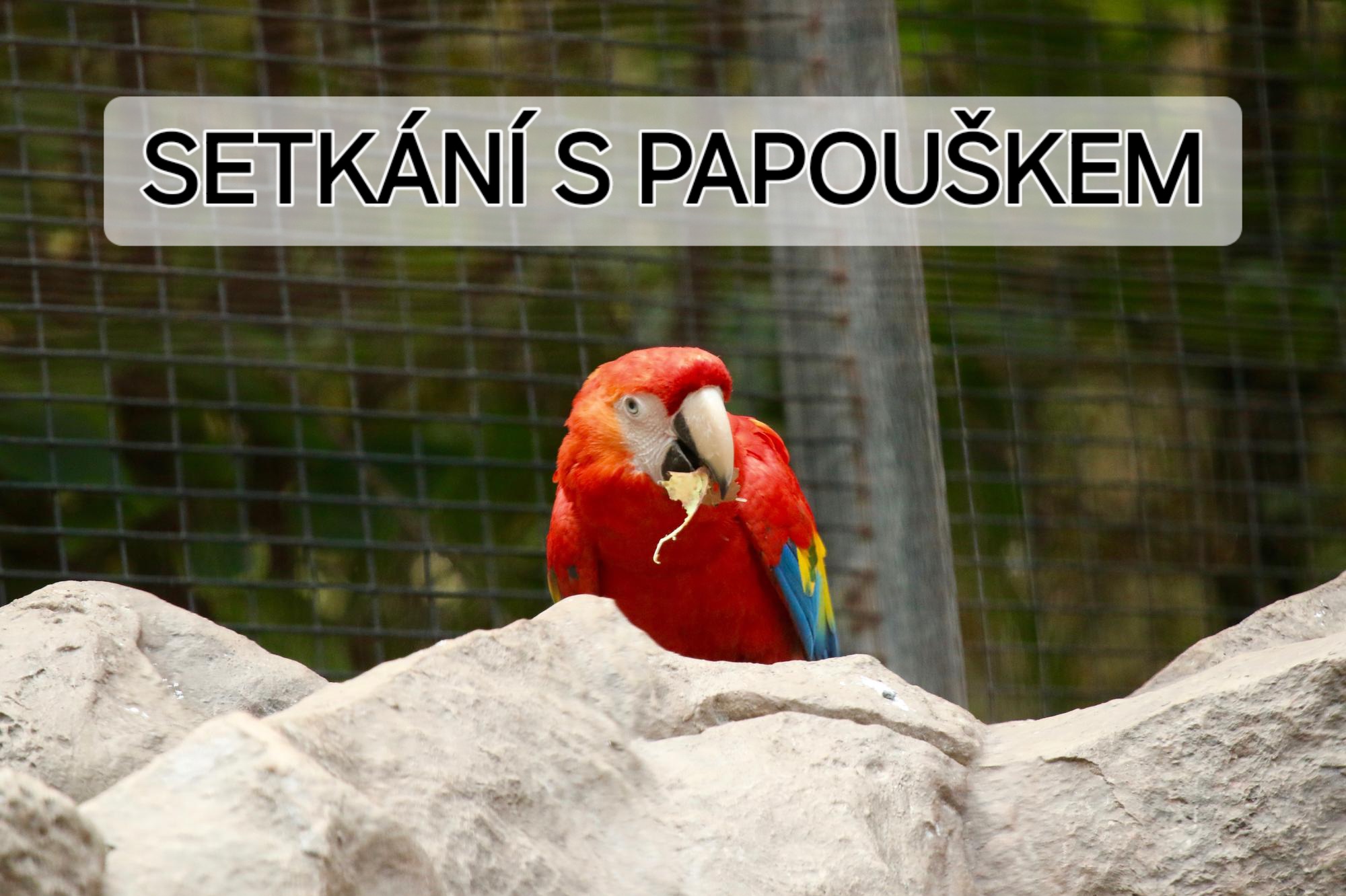 Podpora handicapovaných papoušků