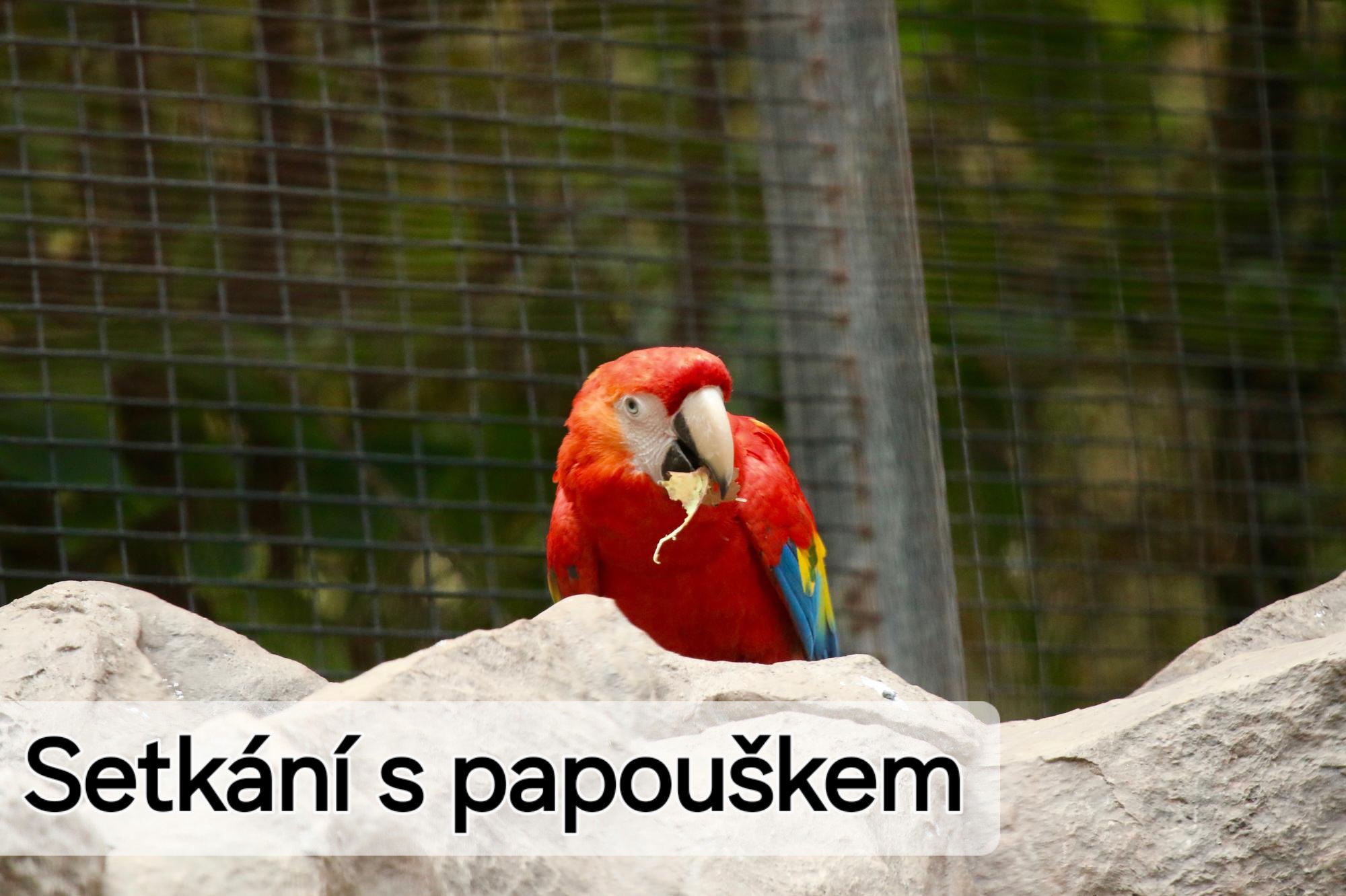 Podpora handicapovaných papoušků