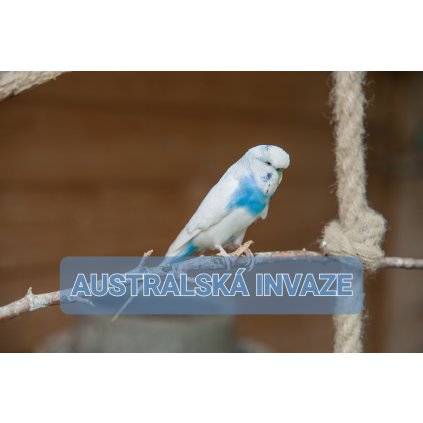 AUSTRALSKÁ INVAZE