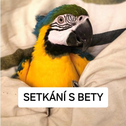 SETKÁNÍ S BETY
