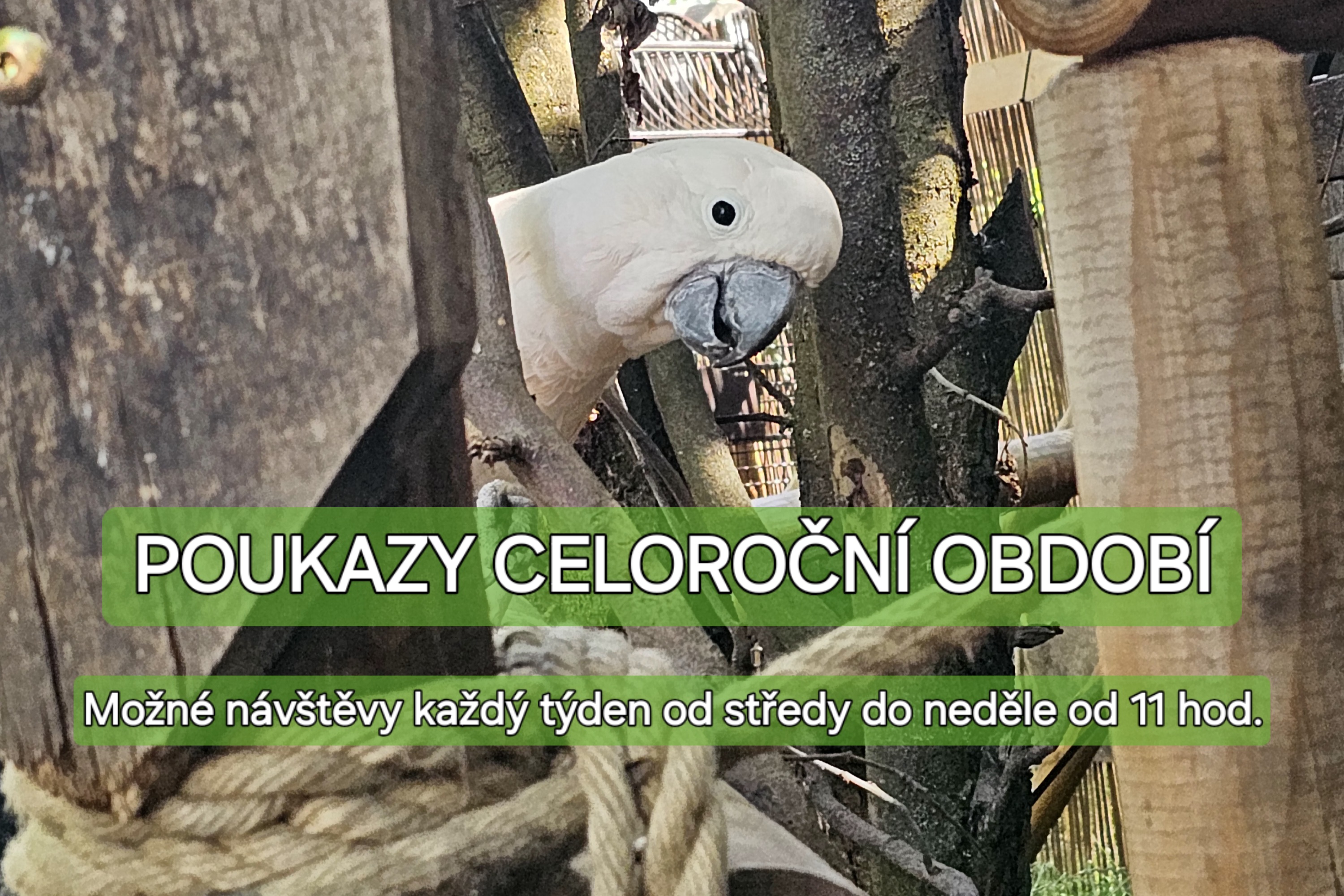 Návštěvy u papoušků celoročně