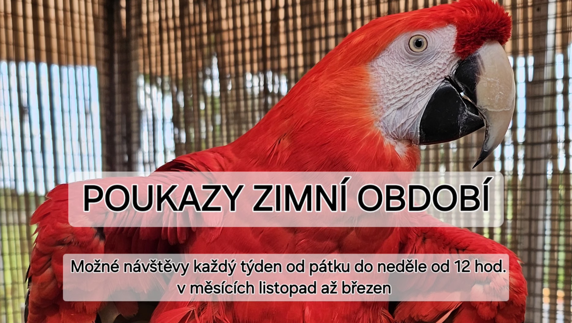 Návštěvy u papoušků v zimním období
