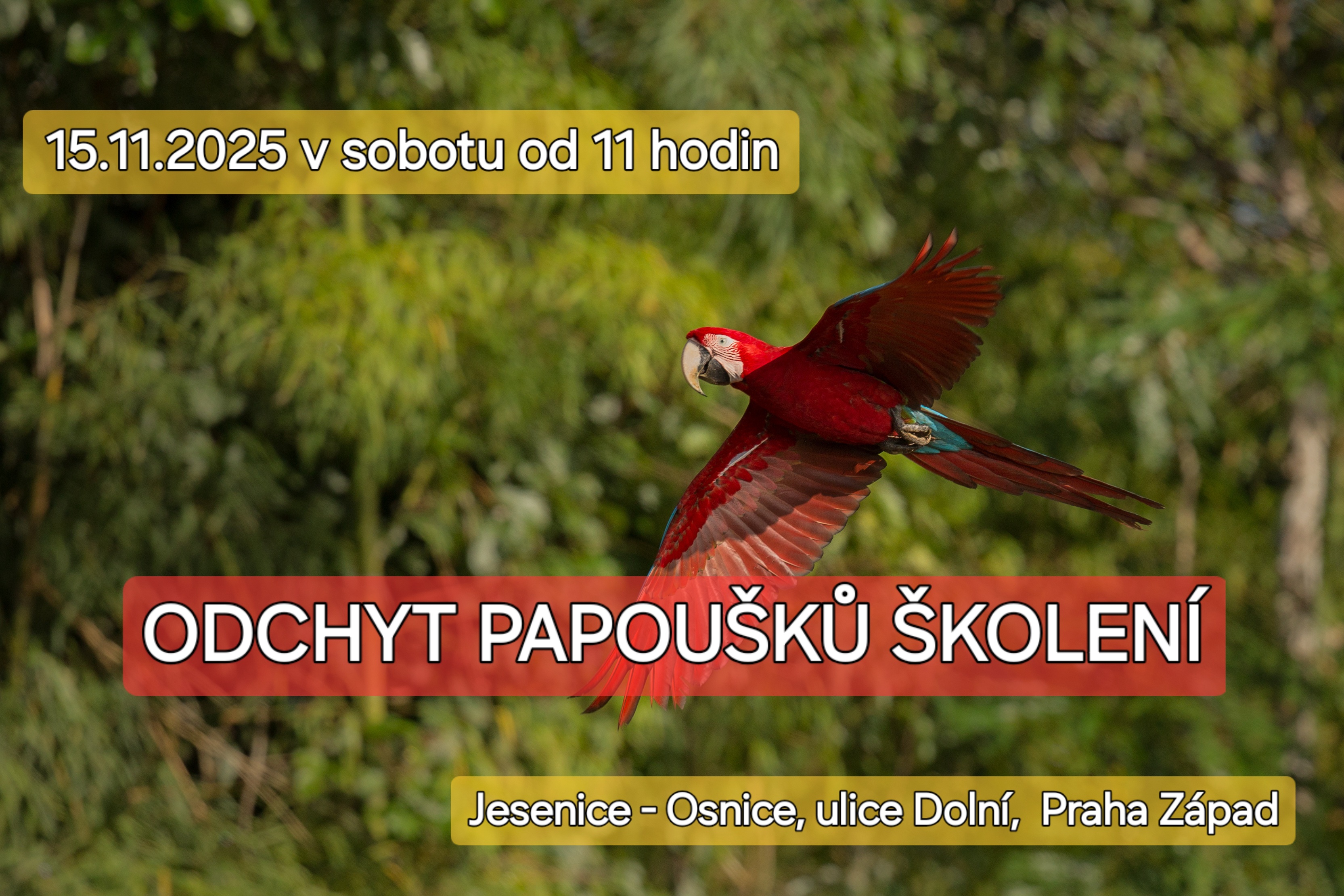 Papoušek na úletu