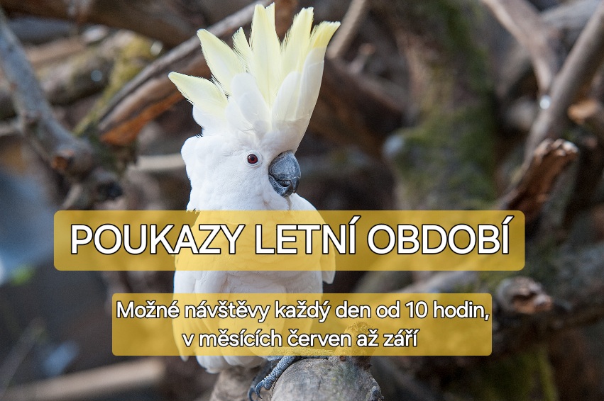 NÁVŠTĚVY U PAPOUŠKŮ V LETNÍM OBDOBÍ