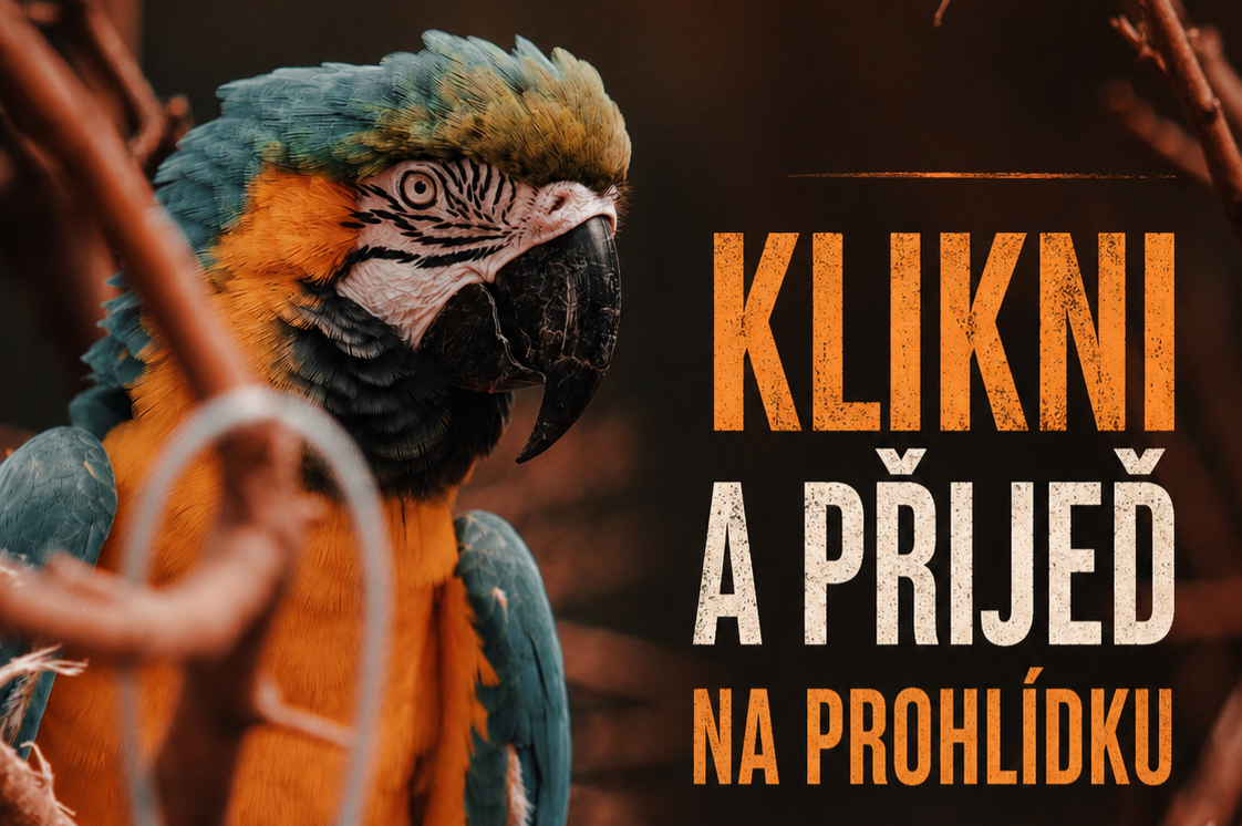 Fotky a videa s papoušky