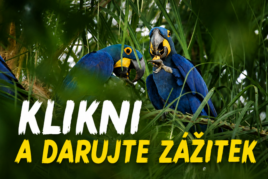 Zážitek s papousky focení