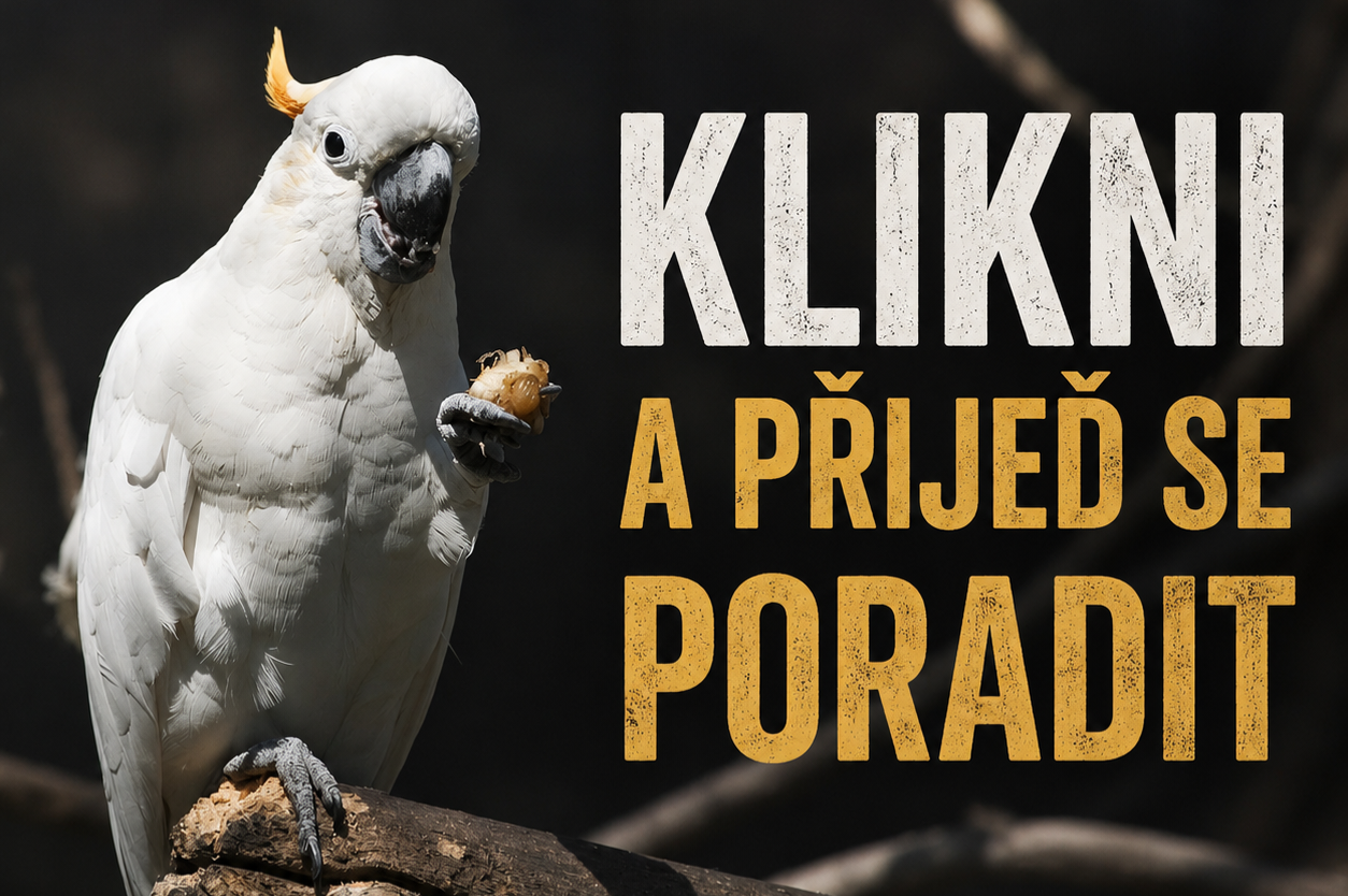 Poradenství papousci