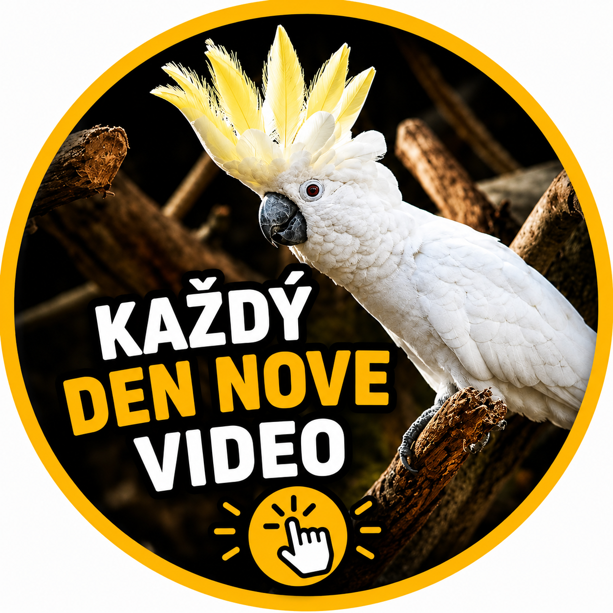 VIDEA S PAPOUŠKY