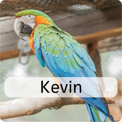 kevin