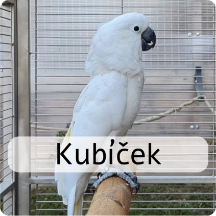 kubíček