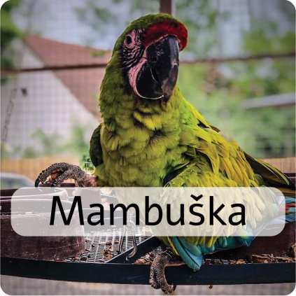 mambuška