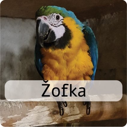 žofka