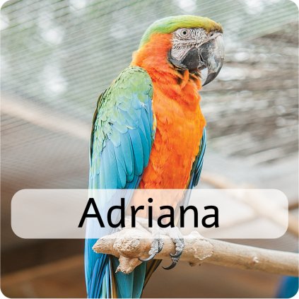 adriana