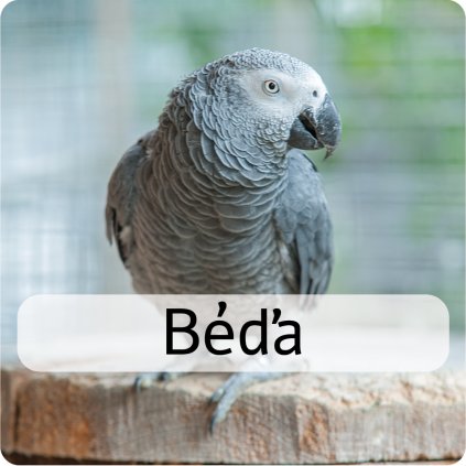 béďa