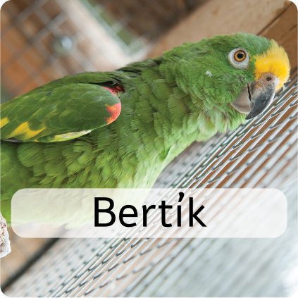 bertík