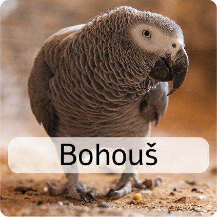 bohouš