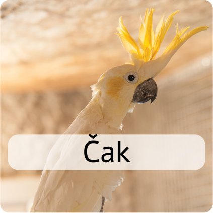 čák