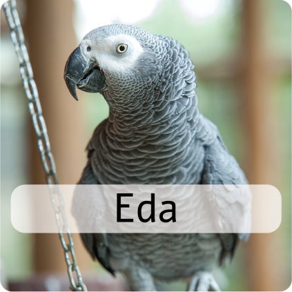 eda